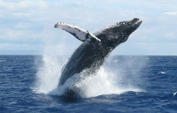 Whale watching tour from Cape Cod